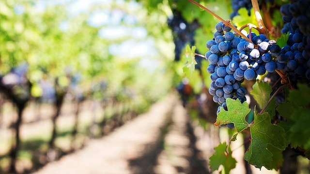 © Pexels/Pixabay Im Vordergrund hängt eine Traube schwarzer Weintrauben, die an einem Zweig hängen, umgeben von grünen Blättern. Im Hintergrund befindet sich ein Weinberg mit parallelen Reihen, die in das Sonnenlicht getaucht sind.